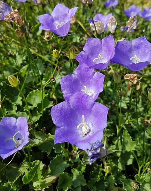 Campanula carpatica `Tiefblaue Clips`